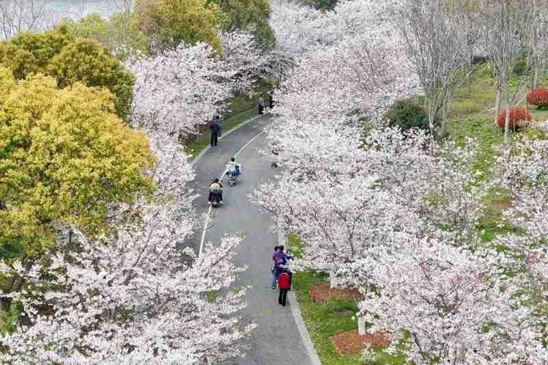 【深度追踪】奉贤染井吉野樱盛放背后的城市生态治理密码 文化旅游