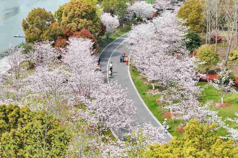 【深度追踪】奉贤染井吉野樱盛放背后的城市生态治理密码 文化旅游