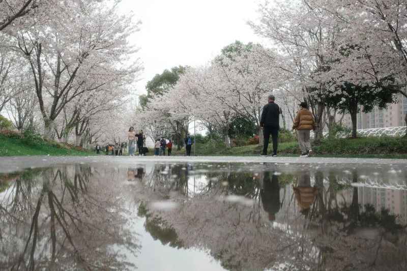 【深度追踪】奉贤染井吉野樱盛放背后的城市生态治理密码 文化旅游