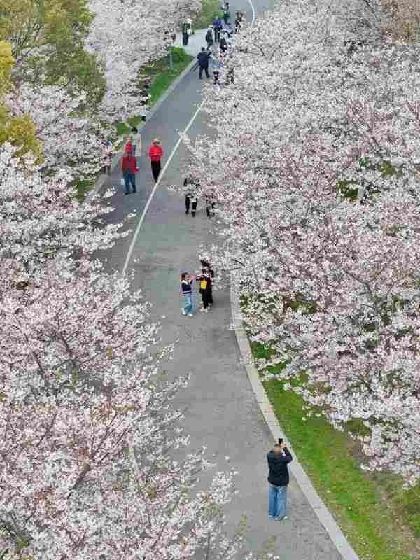 【深度追踪】奉贤染井吉野樱盛放背后的城市生态治理密码 文化旅游