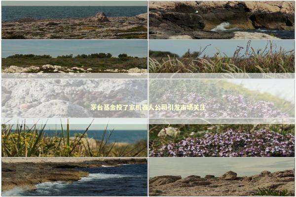 茅台基金投了家机器人公司引发市场关注 新闻